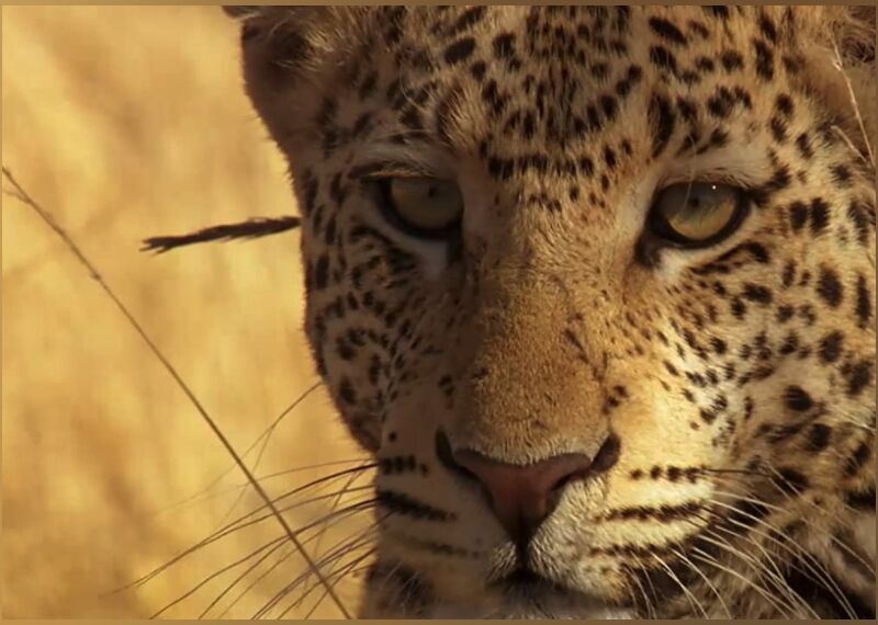 #12. Africa (2013)